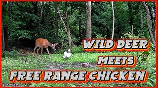 A wild deer and a free range chicken meet in the woods