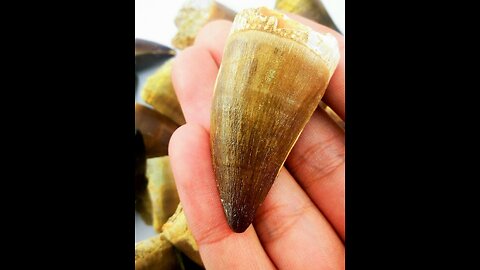 Mosasaurus Tooth Large 2 Inches Long