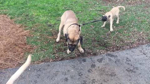 English Mastiff "allows" puppy to walk him on leash