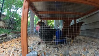 My Backyard Chickens - Episode 61