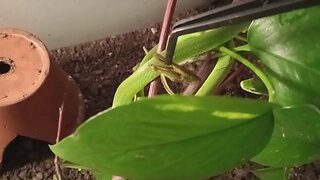 FEEDING A ROUGH GREENSNAKE (05/12/23) 🎶