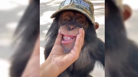 Funny Animal Videos social media Viral Usa