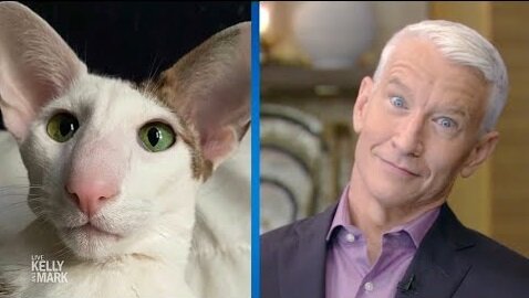 Anderson Cooper’s Animal Lookalikes