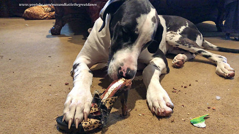 Great Dane Puppy and the Jimmy Chews Shoes