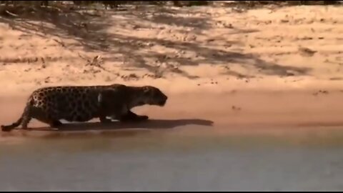 caught in the Pantanal - Jaguar attacks and captures a giant capybara