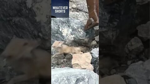 Helping a trapped fox get out from the rocks #shorts #animals #fox #rock #help