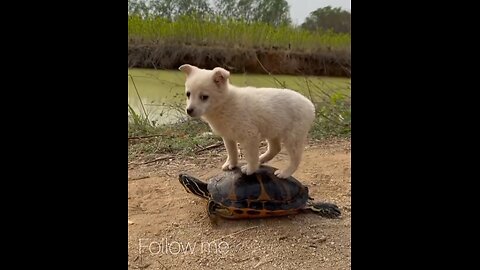 What did the two of them do together # shortvideo # viralvideo . Animal funny videos.