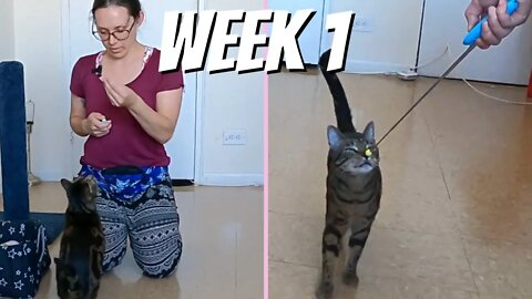 Jericho's first week of clicker training (Cat School kit)
