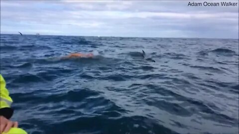 dolphins protects man swimming Cook Strait from a shark