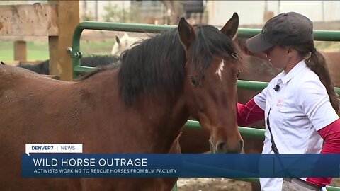 Wild horse advocates urge BLM to get horses out of holding facilities and into hands of trainers