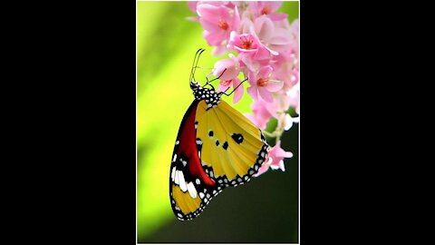 Beautiful Yellow Flower And A Butterfly