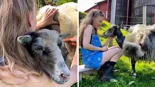 Adorable sheep finally gets her wool off