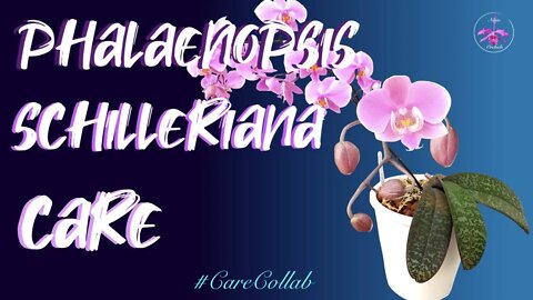 PHALAENOPSIS SCHILLERIANA CARE | SELF-WATERING | LECA #CareCollab