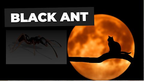 Dangerous Black Ant