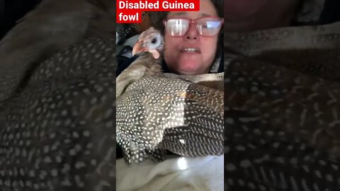 Crippled guinea fowl preens herself in new owner’s chest. A good sign of relaxation 💕