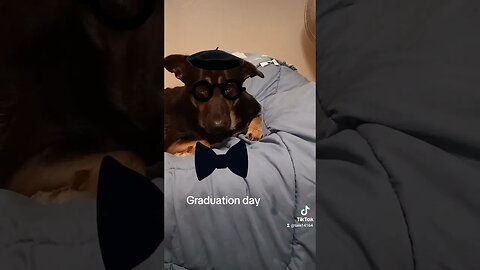 Bella wearing her graduation hat #dog #bella #doglover #cute #dogowner
