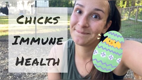 Learning to Strengthen a Chick’s Immune System | In The Garden Again | #backyardchickens