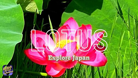 【Explore Japan：LOTUS】Landscape with lotus flowers～蓮の花のある風景～