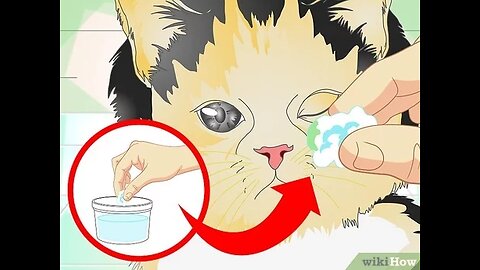 How To Cat Eye Infection Cartoons Video Kids For