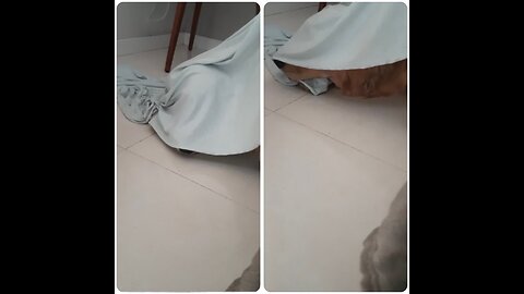 puppy playing hide and Seek