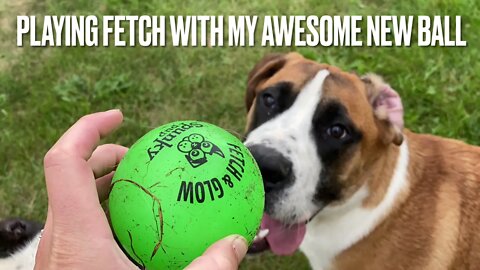 Awesome new ball for fetch- Great Dane