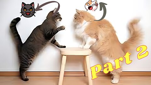 Funny Cat Fighting Part 2
