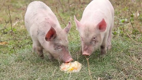 Funny cute little piglets at an animal farm5