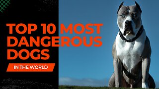 The Top 10 Most Dangerous Dogs In The World!