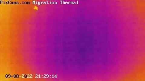 Fall Migration 2022 Thermal Camera - 9/8/2022 - Hawk soaring at night - slow motion
