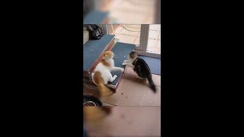 Cat fight