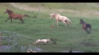 Dogs chase brumbies and dog gets trampled. These brumbies run around when the other herd leaves