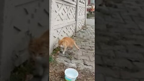 Hungry Street Cat Gets Full