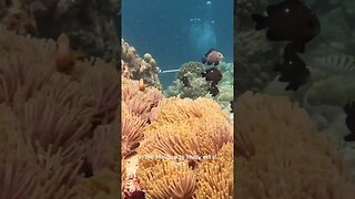 I joined a scientific expedition to save corals in the Maldives #shortvideo #travelvlog #scubadiving