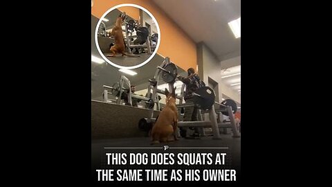 This dog does squat at same time as his owner do ❤️ must watch