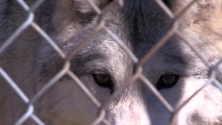 Idaho Fish and Game begin placing wolf cameras around the state