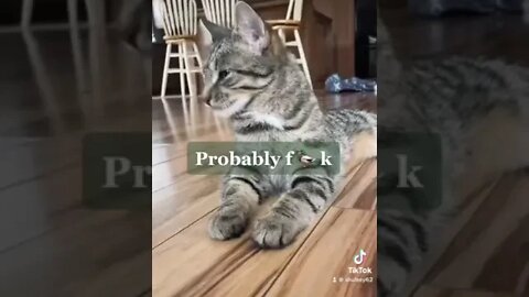 😹 You Definitely Laugh, I Believe In It 😇 - Funniest Cats Video 😇 - Funny Cats Life #shorts #funny