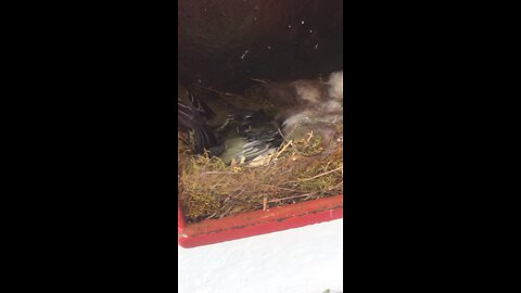 Blue Tits Nesting In Letterbox