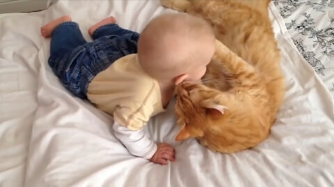 Cats take care of babys