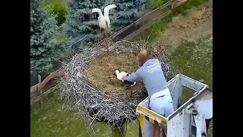 Mother Stork allows the kind man to take away baby stork to the safe place.what a beautiful story! ❤