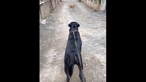 dog and dog funny question and answer 🐕🐕🐕