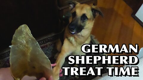 GERMAN SHEPHERD TREAT TIME…A PIG EAR 😃!!! #germanshepherd #pastoralemao #brasil #usa