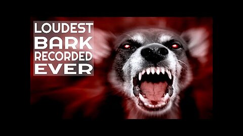 "Top 10 Dog Barking Videos Compilation 2023 ♥ Dog Barking Sound - Funny Dogs