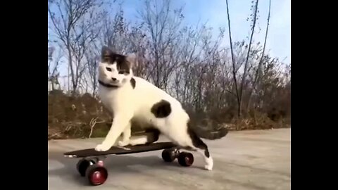 Fun with cat 😺sure will make you go crazy laughing