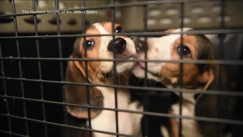 Humane Society of Tampa Bay welcomes beagles rescued from mass-breeding facility