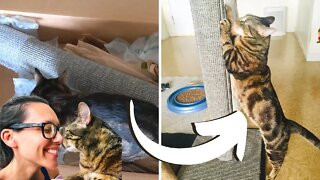 Do this to get your cat to love a new scratcher