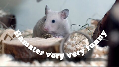 All about Hamster
