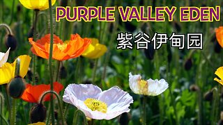 Purple Valley Eden 紫谷伊甸园