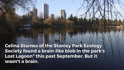 Blob Creature Found in Canada's "Lost Lagoon"