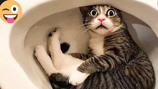 Funniest Animals 2023 New Funny Cats and Dogs Videos| FUNNY & CUTE CATS and DOGS Funniest