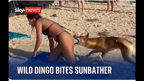 Australia: Dingo bites sunbathing tourist in Queensland